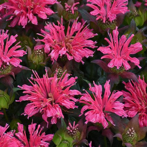 Monarda didyma 'Pardon My Rose' ~ PW® Pardon My Rose Bee Balm-ServeScape