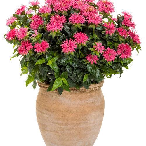 Monarda didyma 'Pardon My Rose' ~ PW® Pardon My Rose Bee Balm-ServeScape