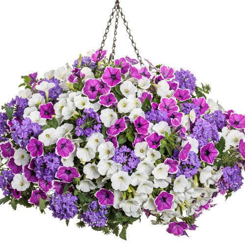 ServeScape ~ PW® Moonlit Lavender Hanging Basket-ServeScape