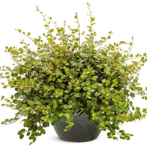 Muehlenbeckia complexa 'Big Leaf' ~ Big Leaf Creeping Wire Vine-ServeScape