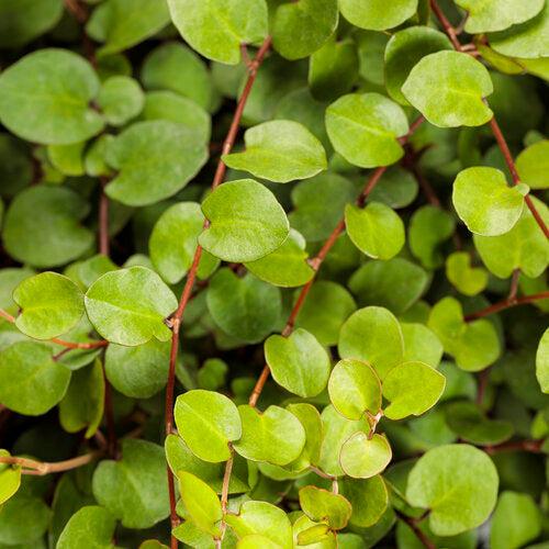 Muehlenbeckia complexa 'Big Leaf' ~ Big Leaf Creeping Wire Vine-ServeScape