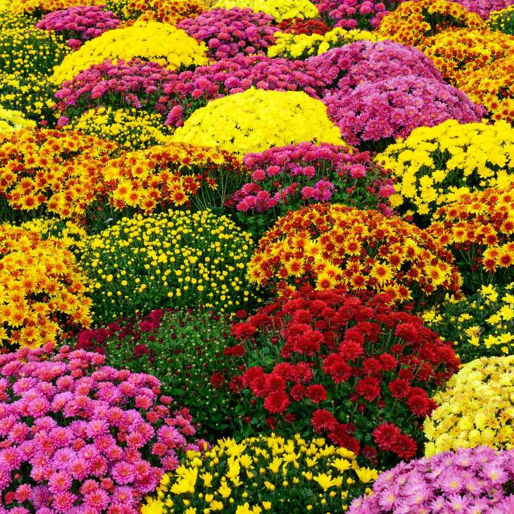 Chrysanthemum ~ Fall Mum, Assorted-ServeScape