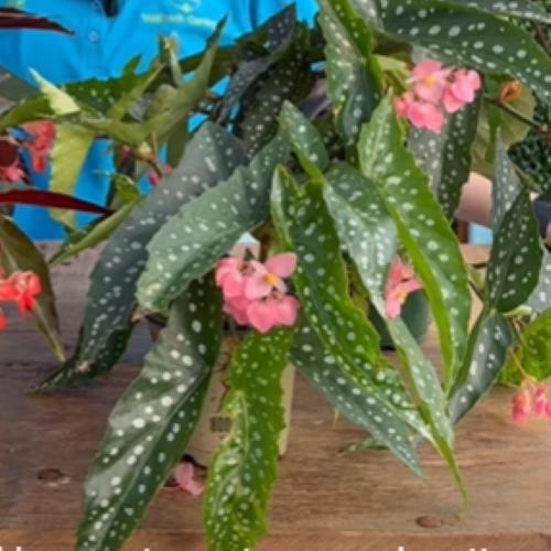 Begonia 'My Special Angel' ~ My Special Angel Angelwing Begonia-ServeScape