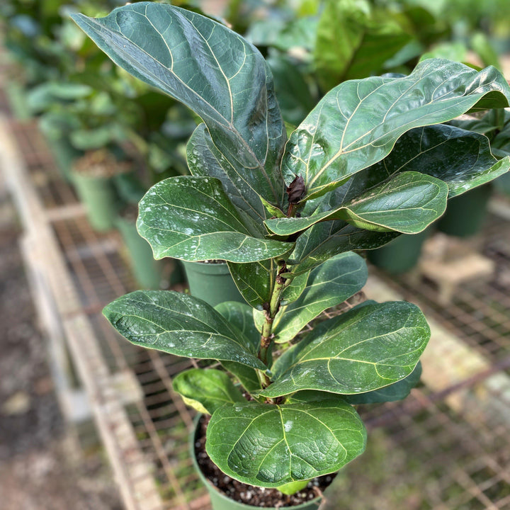 Ficus lyrata ~ Monrovia® Fiddle-Leaf Fig-ServeScape