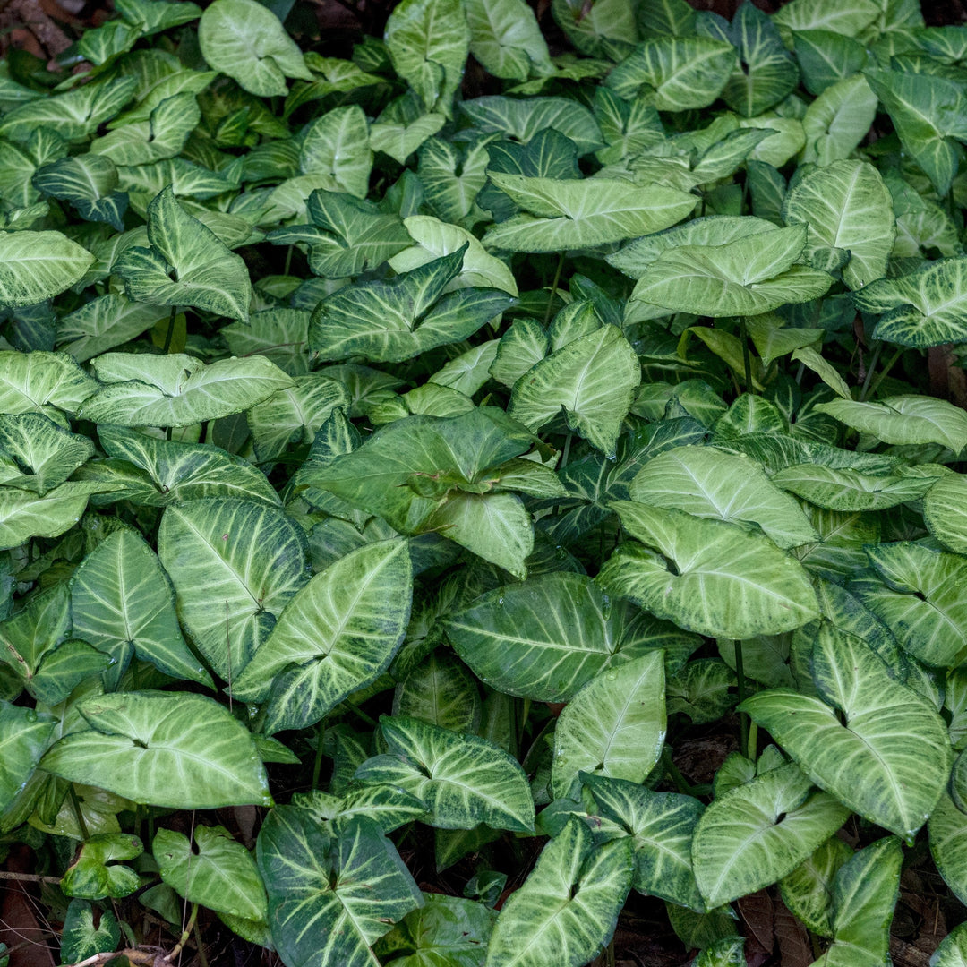 Syngonium podophyllum 'Robusta' ~ Monrovia® Falling Arrows™ Robusta Arrowhead Plant-ServeScape