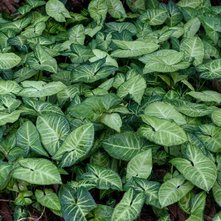 Syngonium podophyllum 'Robusta' ~ Monrovia® Falling Arrows™ Robusta Arrowhead Plant-ServeScape