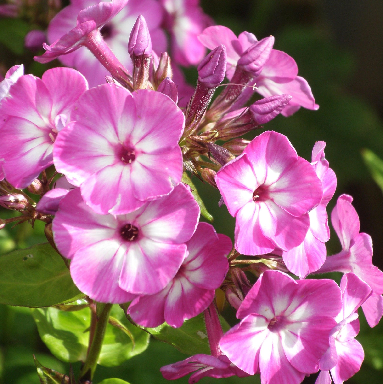 Phlox paniculata 'Pro Violet Charm' ~ Monrovia® Flame™ Pro Violet Charm Garden Phlox-ServeScape