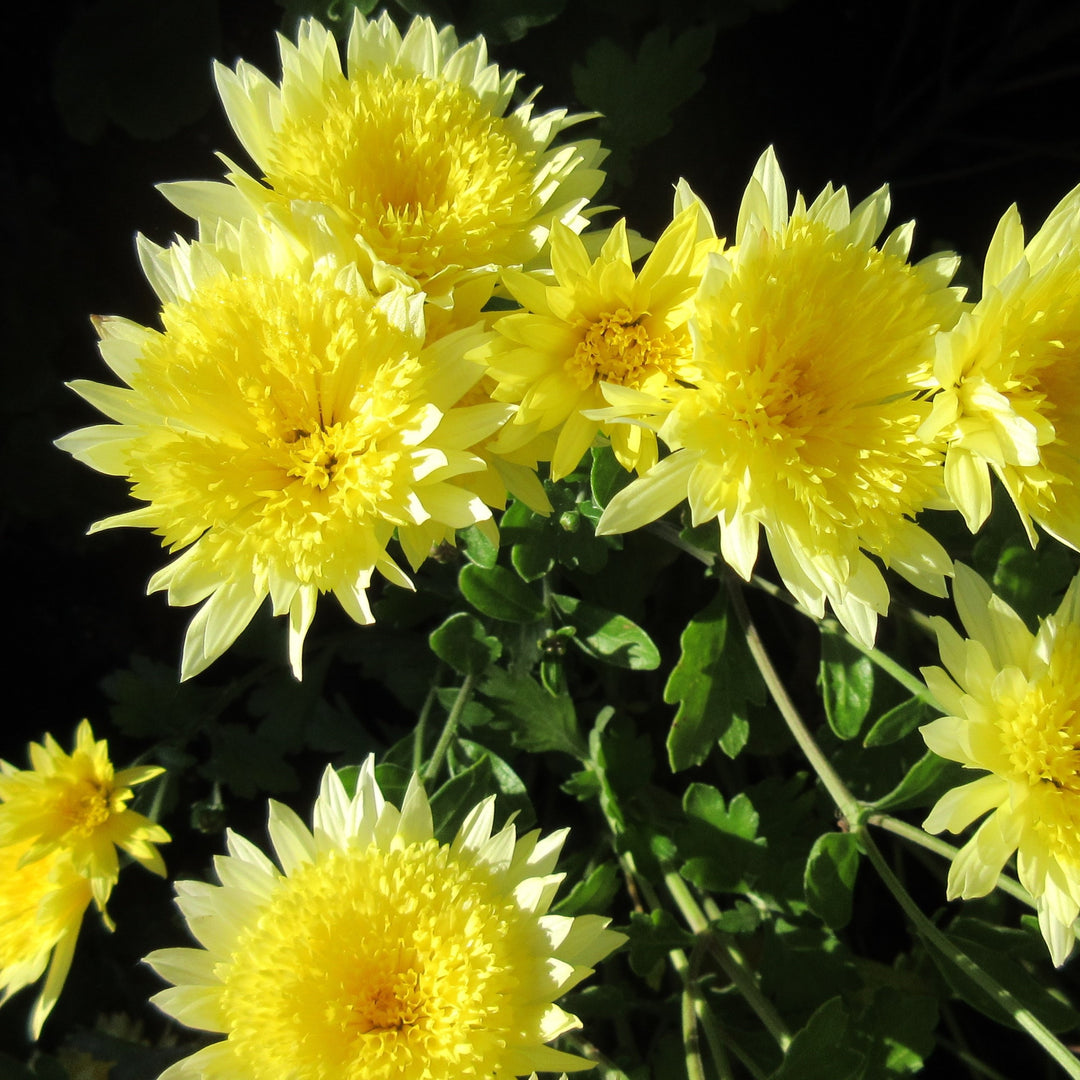 Chrysanthemum x morifolium 'Aluga Yellow' ~ Belgian Mums® Aluga Yellow Mum-ServeScape