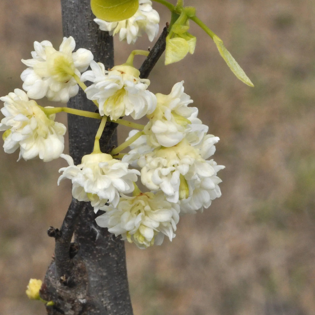 Cercis canadensis 'White Pom Poms' ~ White Pom Poms Redbud-ServeScape