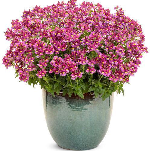 Nemesia fruticans 'INNEMMULBE' ~ PW® Aromance® Mulberry™ Nemesia-ServeScape
