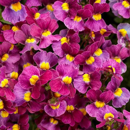 Nemesia fruticans 'INNEMMULBE' ~ PW® Aromance® Mulberry™ Nemesia-ServeScape