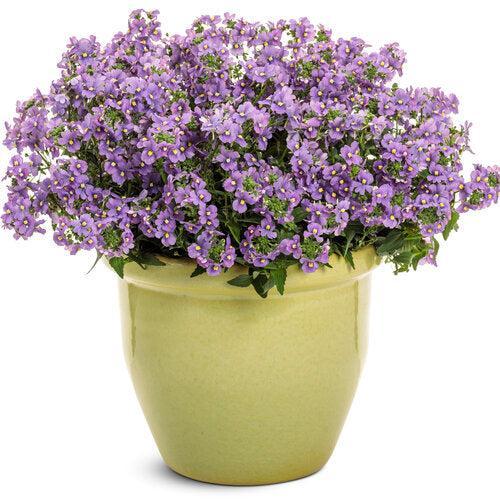 Nemesia 'Kernembird' ~ PW® Sunsatia® Bluebird Nemesia-ServeScape