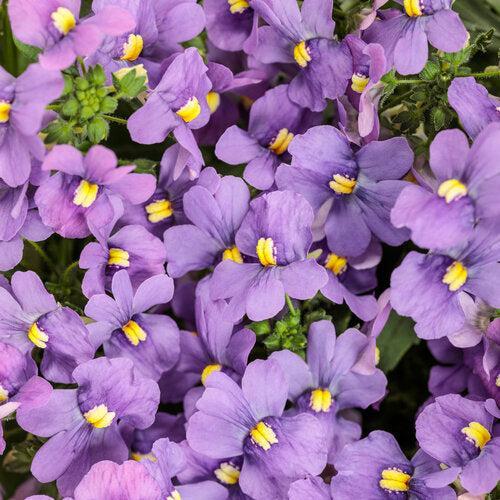 Nemesia 'Kernembird' ~ PW® Sunsatia® Bluebird Nemesia-ServeScape