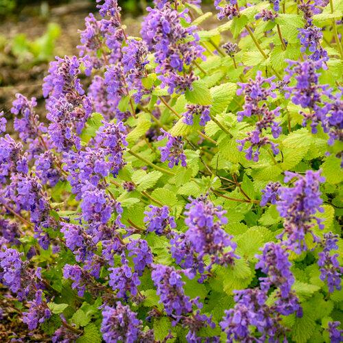 Nepeta ‘Chartreuse on the Loose’ ~ Chartreuse on the Loose Catmint-ServeScape