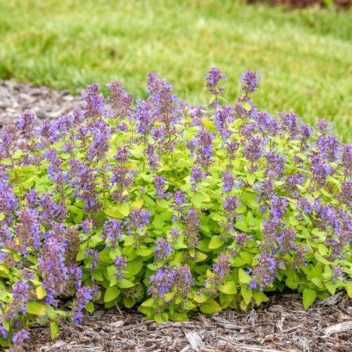 Nepeta x faassenii 'Lemon Purrfect' ~ Lemon Purrfect Catmint-ServeScape
