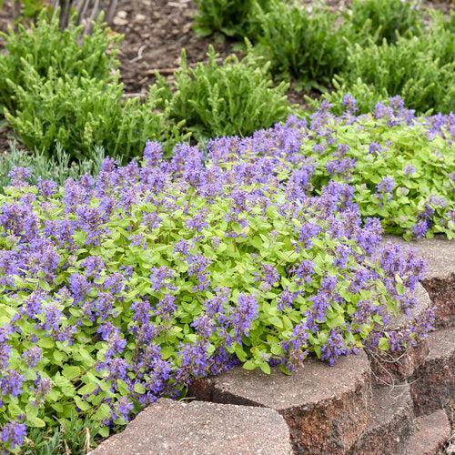 Nepeta x faassenii 'Lemon Purrfect' ~ Lemon Purrfect Catmint-ServeScape