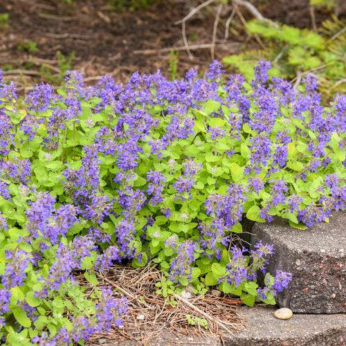 Nepeta x faassenii 'Lemon Purrfect' ~ Lemon Purrfect Catmint-ServeScape