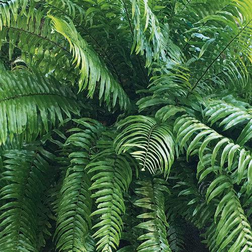 Nephrolepis biserrata ~ Macho Fern-ServeScape