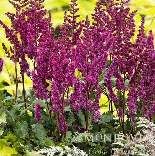Astilbe chinensis 'Vision in Red' ~ Monrovia® Vision in Red Chinese Astilbe-ServeScape