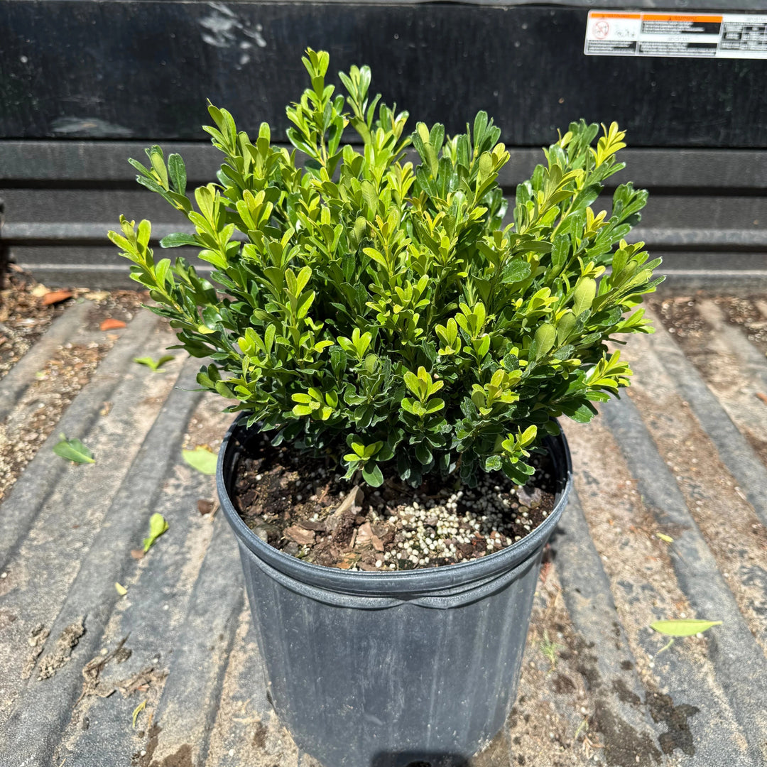 Buxus microphylla japonica ‘Annie's Dwarf’ ~ Annie's Dwarf Boxwood-ServeScape