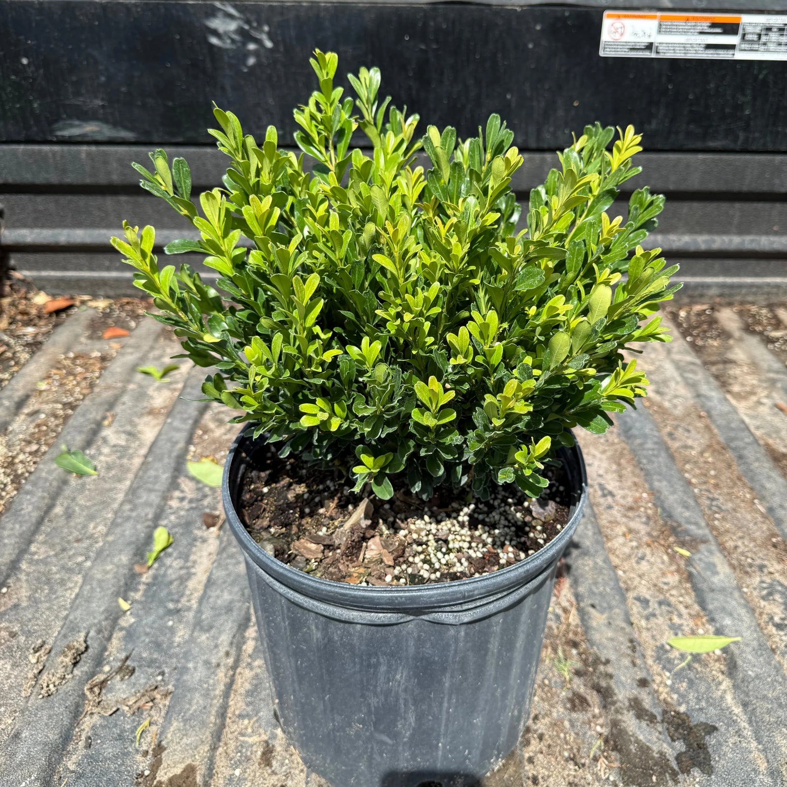 Buxus microphylla japonica ‘Annie's Dwarf’ ~ Annie's Dwarf Boxwood-ServeScape
