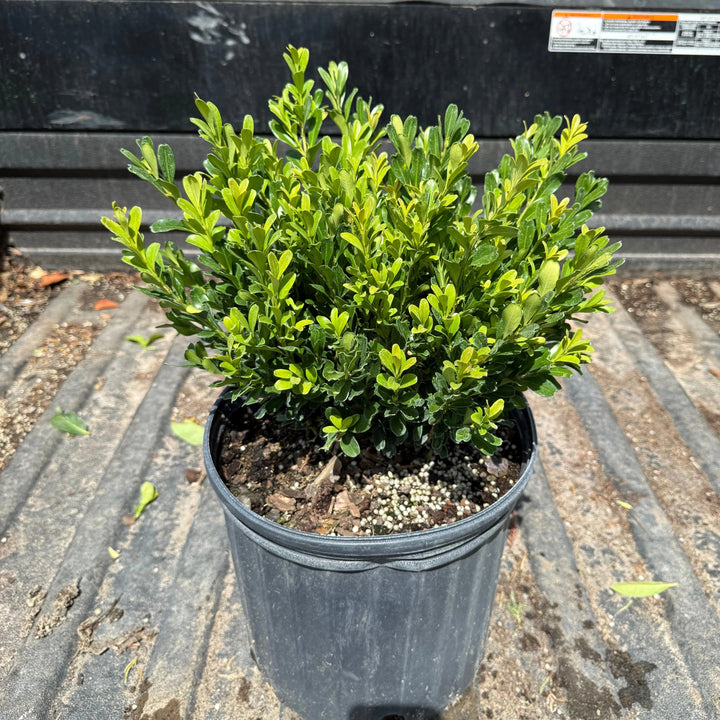 Buxus microphylla japonica ‘Annie's Dwarf’ ~ Annie's Dwarf Boxwood-ServeScape