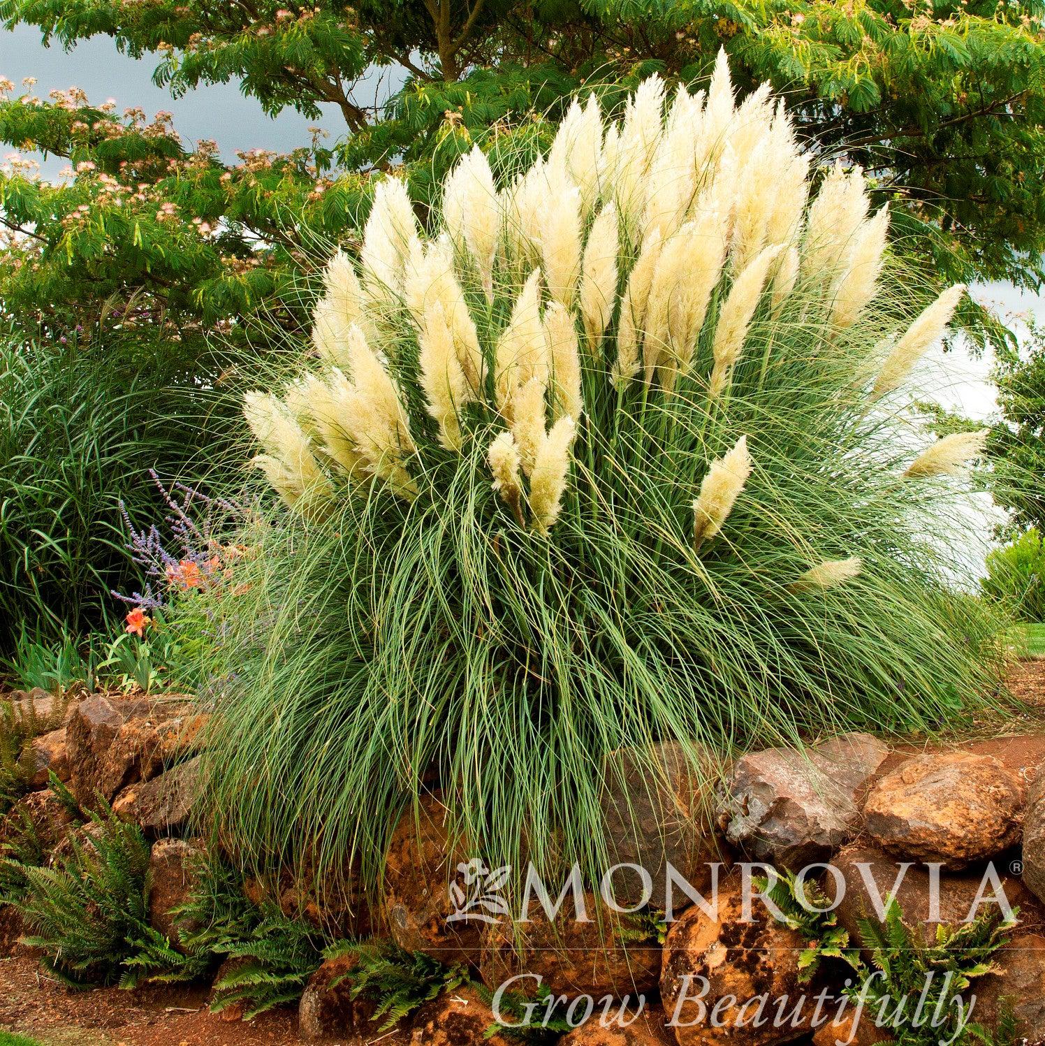 Cortaderia selloana 'Pumila' ~ Monrovia® Ivory Feathers® Dwarf Pampas Grass-ServeScape