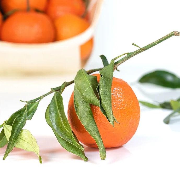 Citrus reticulata 'Tango' ~ Tango Mandarin-ServeScape