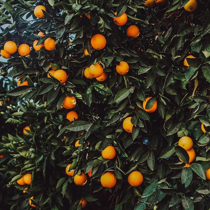 Citrus x sinensis 'MidKnight Valencia' ~ MidKnight Valencia Orange-ServeScape