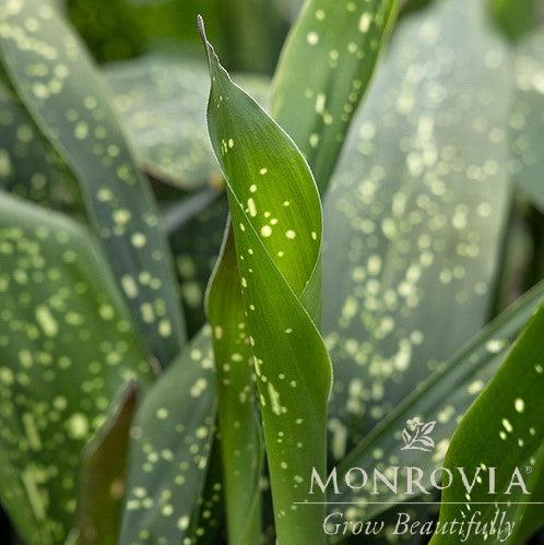 Aspidistra sichuanensis 'Spek-tacular' ~ Monrovia® Spek-tacular Cast Iron Plant-ServeScape