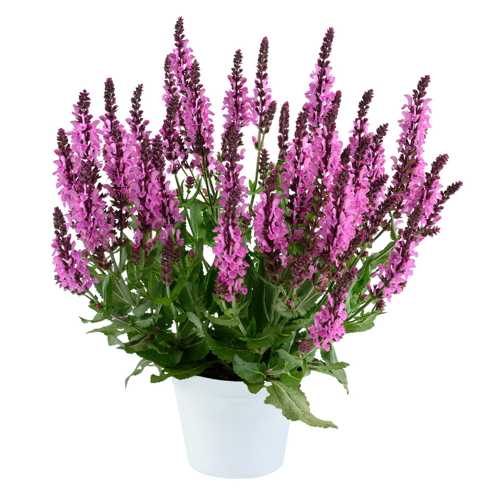 Salvia nemorosa 'Pink Nebula' ~ Monrovia® Pink Nebula™ Meadow Sage-ServeScape
