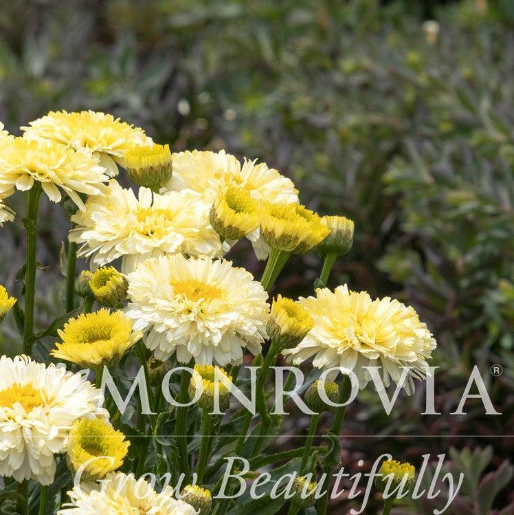 Leucanthemum ‘TNLEUKC’ PP #31,455 ~ Monrovia® Lemon Puff™ Shasta Daisy-ServeScape