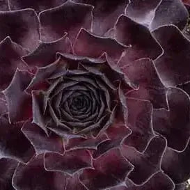 Sempervivum ‘Onyx’ ~ Supersemp® Onyx Hens and Chicks-ServeScape