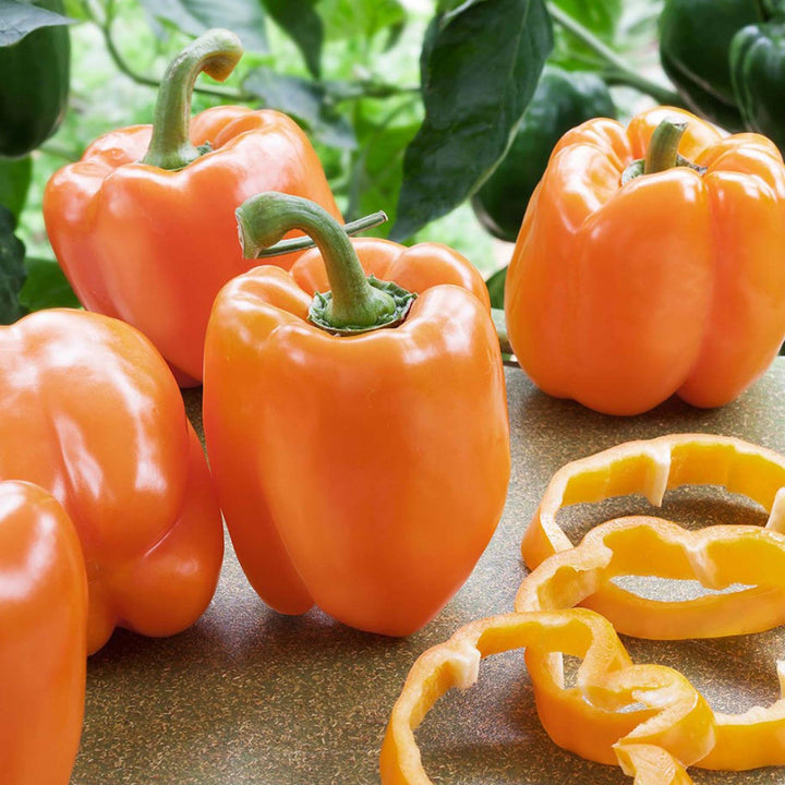 Assorted Peppers ~ Pepper Vegetables (4.5in)-ServeScape