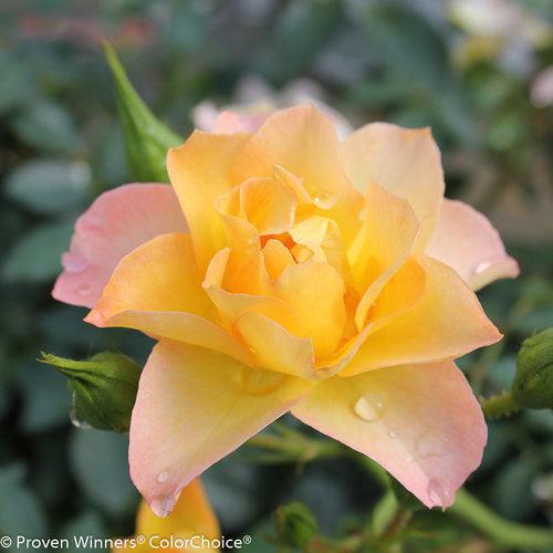 Rosa 'Chewnicebell' PP26532 ~ PW® Color Choice® OSO Easy Italian Ice® Rose-ServeScape