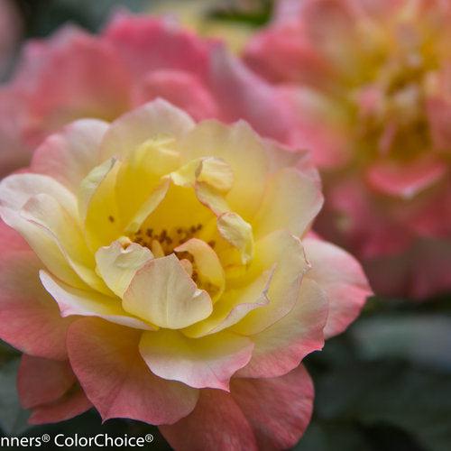 Rosa 'Chewnicebell' PP26532 ~ PW® Color Choice® OSO Easy Italian Ice® Rose-ServeScape