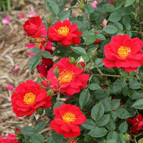 Rosa x 'ChewPatout' ~ Oso Easy® Urban Legend® Rose-ServeScape