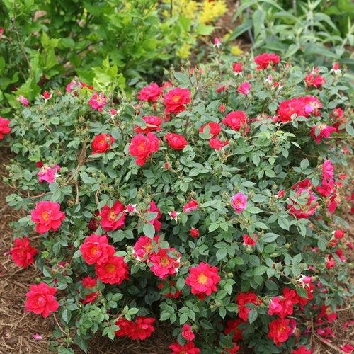 Rosa x 'ChewPatout' ~ Oso Easy® Urban Legend® Rose-ServeScape