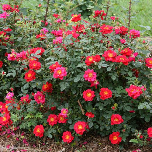 Rosa x 'ChewPatout' ~ Oso Easy® Urban Legend® Rose-ServeScape