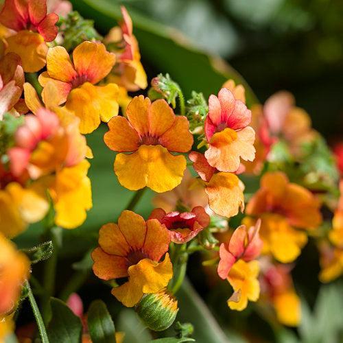 Nemesia 'INNEMBLORA' ~ PW® Sunsatia® Blood Orange™ Nemesia-ServeScape