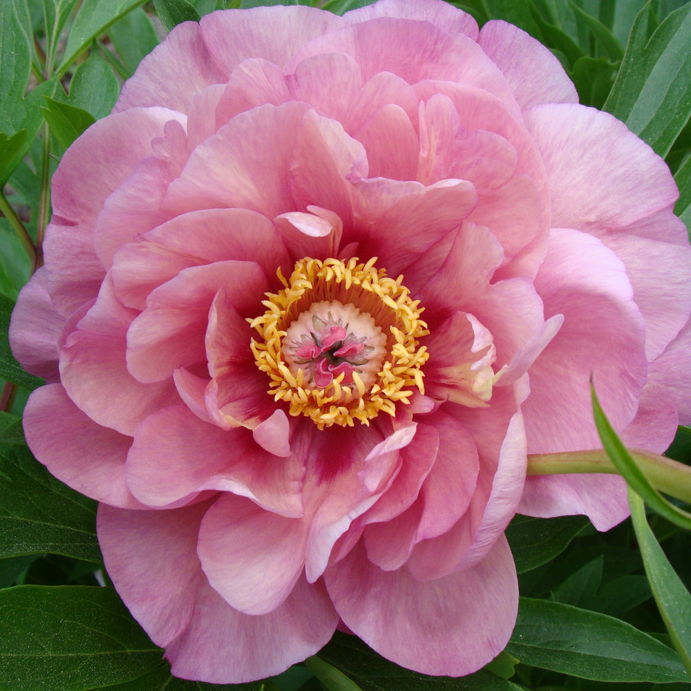 Paeonia 'Smithopus3' ~ Garden Candy® Double Bubblegum Pink™ Peony-ServeScape