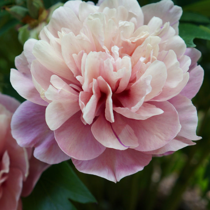 Paeonia 'Smithopus3' ~ Garden Candy® Double Bubblegum Pink™ Peony-ServeScape