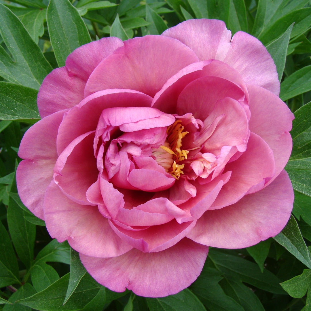 Paeonia 'Smithopus3' ~ Garden Candy® Double Bubblegum Pink™ Peony-ServeScape