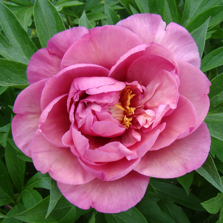 Paeonia 'Smithopus3' ~ Garden Candy® Double Bubblegum Pink™ Peony-ServeScape
