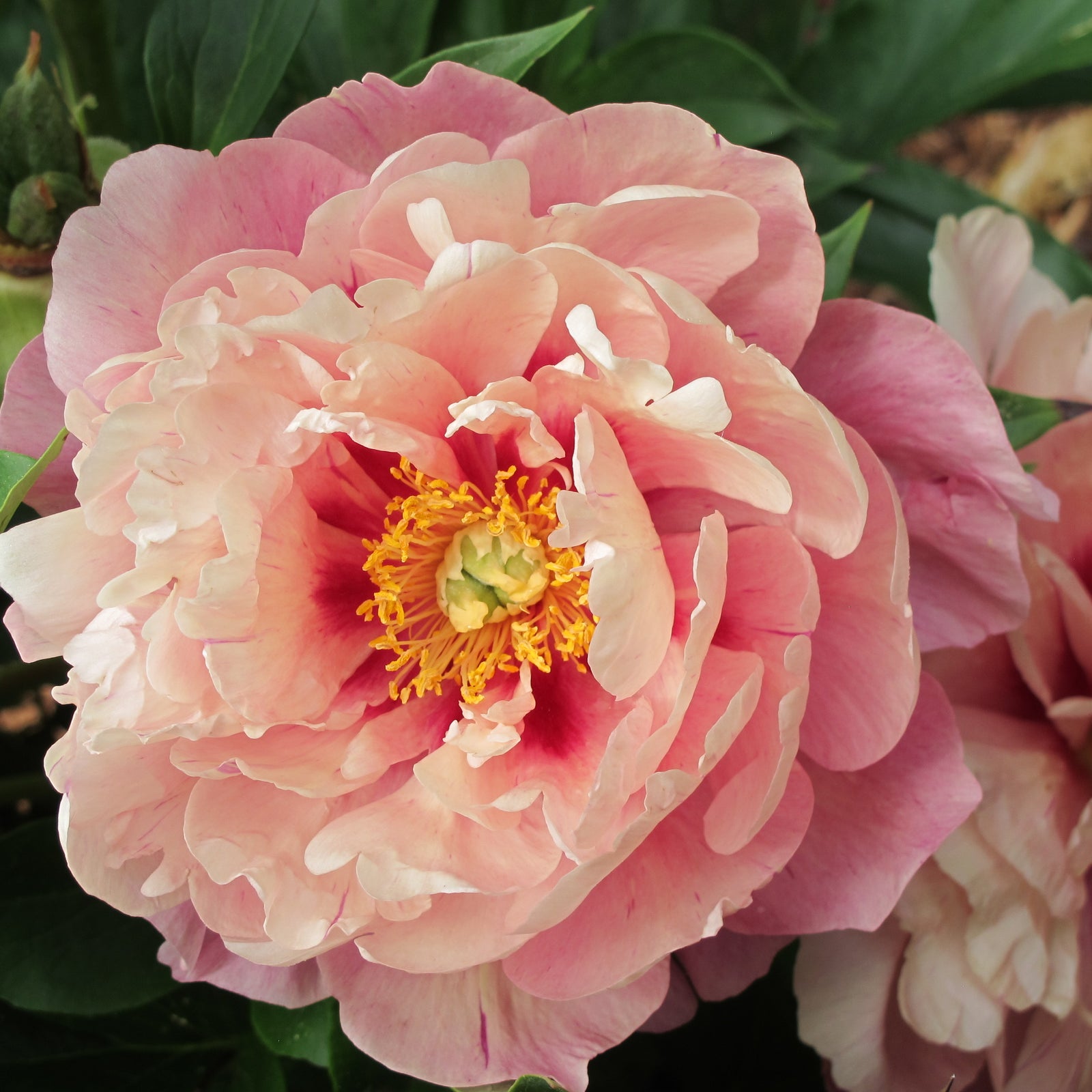 Paeonia 'Smithopus3' ~ Garden Candy® Double Bubblegum Pink™ Peony-ServeScape