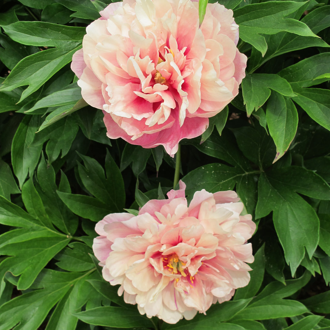 Paeonia 'Smithopus3' ~ Garden Candy® Double Bubblegum Pink™ Peony-ServeScape