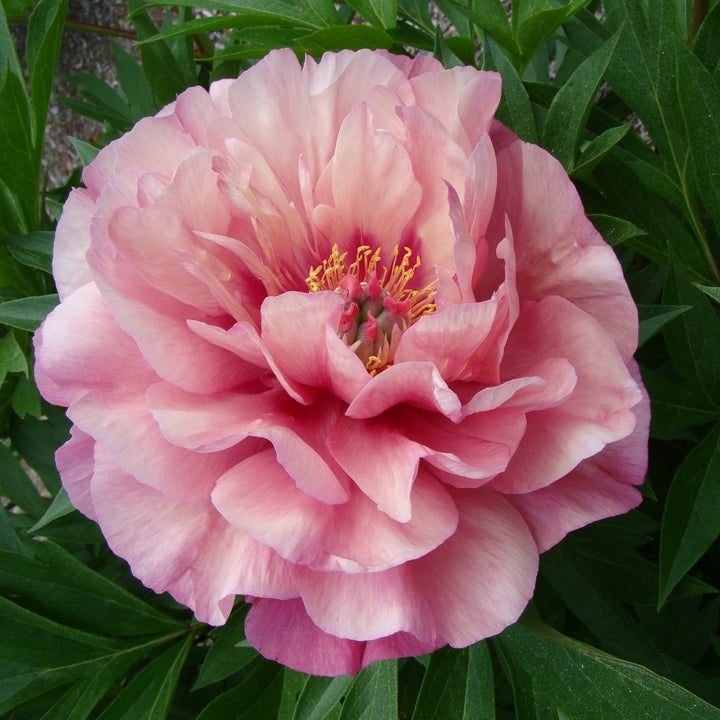 Paeonia 'Smithopus3' ~ Garden Candy® Double Bubblegum Pink™ Peony-ServeScape