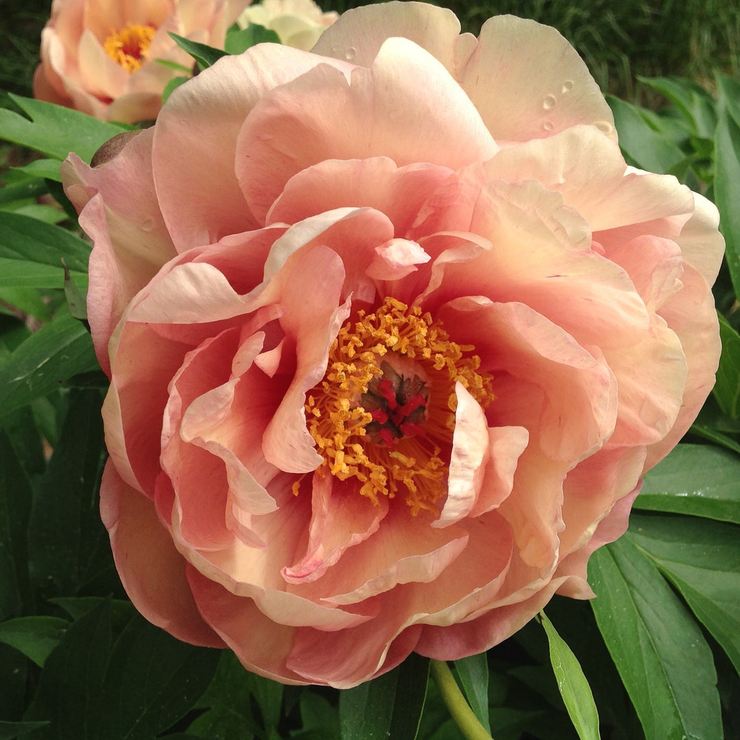 Paeonia 'Smithopus5' ~ Garden Candy® Peach-A-Licious™ Peony-ServeScape