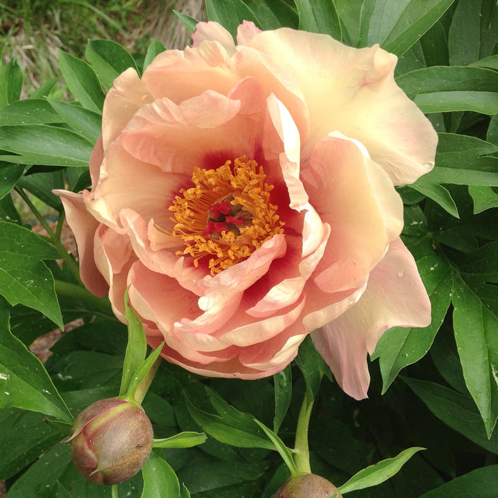 Paeonia 'Smithopus5' ~ Garden Candy® Peach-A-Licious™ Peony-ServeScape