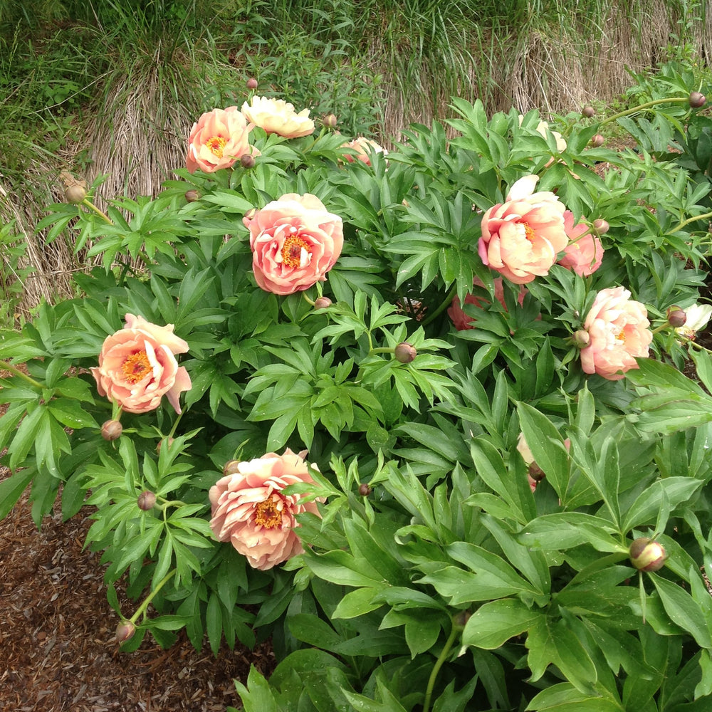Paeonia 'Smithopus5' ~ Garden Candy® Peach-A-Licious™ Peony-ServeScape